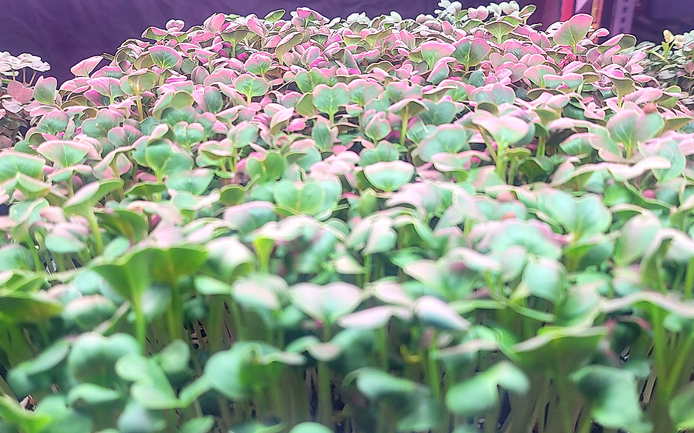A dense tray of fresh green microgreens